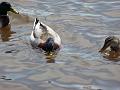 Ducks eating (3)